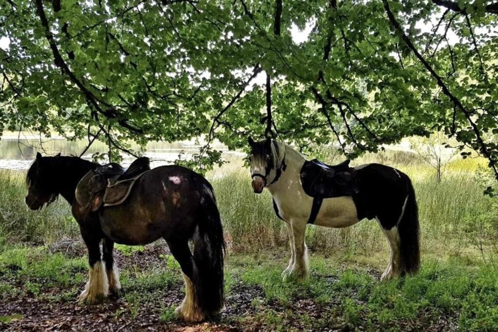 Les Vergers D'Epona "Fremifontaine Vosges" Buitenkant foto