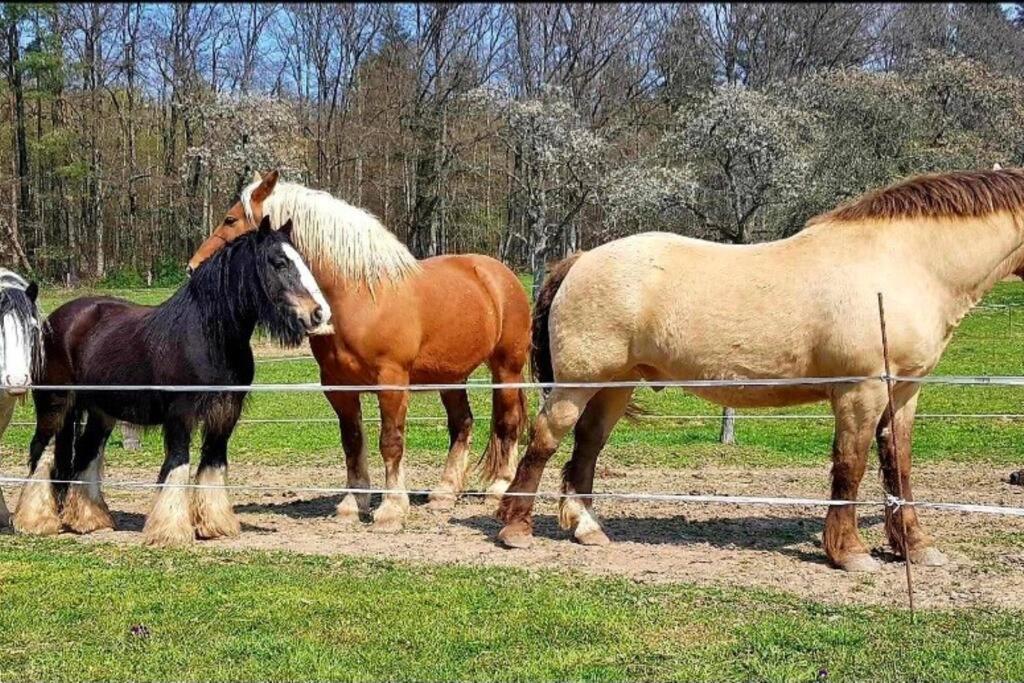 Les Vergers D'Epona "Fremifontaine Vosges" Buitenkant foto